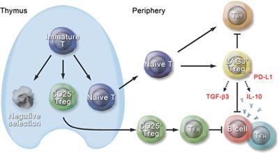 Early Growth Response Gene 2-Expressing CD4+LAG3+ Regulatory T Cells: The Therapeutic Potential for Treating Autoimmune Diseases